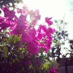 Low angle view of pink flowering plant against sky