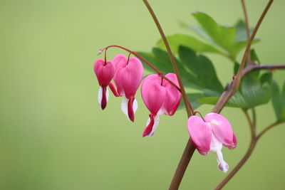 Close-up of pink flowering plant