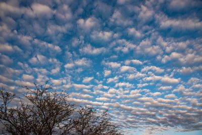 Low angle view of tree against cloudy sky