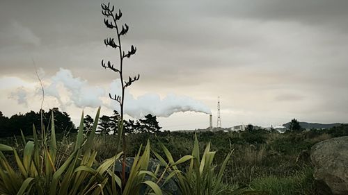 Plants growing on field against cloudy sky
