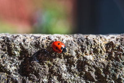 Close-up of ladybug on rock