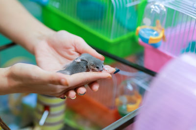 A cute little mouse in the hand of a girl at the pet shop tame the newborn biceps