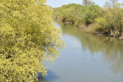 Scenic view of lake by trees