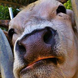 Close-up portrait of a dog