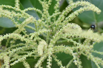 Close-up of insect on plant