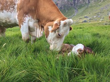 A beautiful cow with her beloved newborn calf