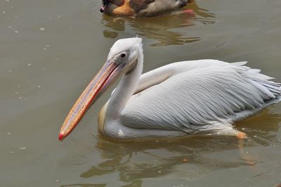 Duck swimming in lake