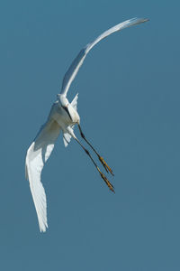 Egret bird flying against clear blue sky
