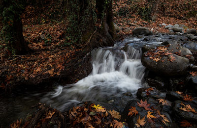 River flowing with maple leaves on the rocks on the riverside in autumn season