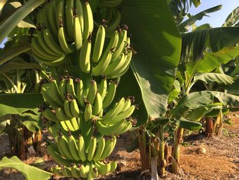 Banana trees in paphos