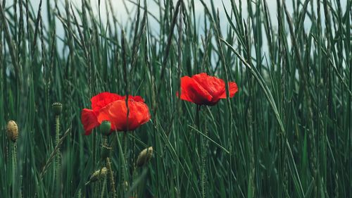 Close-up of red poppy flowers on field