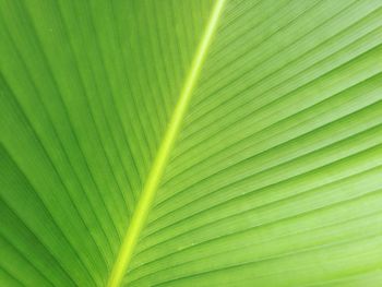 Full frame shot of palm leaf