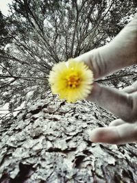 Cropped image of hand holding flower