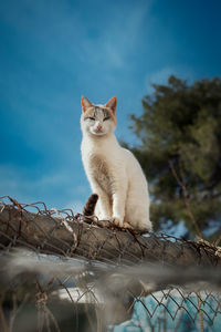 Low angle view of cat sitting against sky