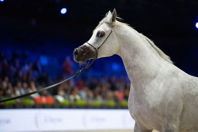 Close-up of horse