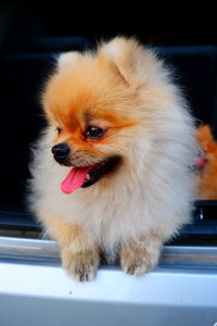 Close-up of dog looking away