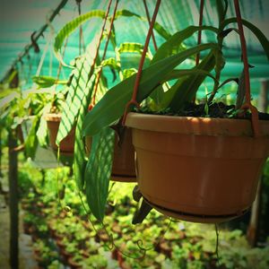 Close-up of potted plant