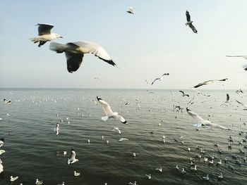 Seagulls flying against sky