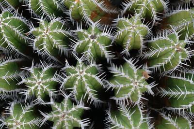 Full frame shot of succulent plants