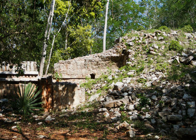 Plants growing by rocks against trees