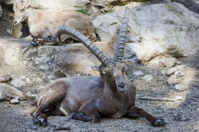 Goat resting on rock