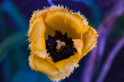 Close-up of yellow flower