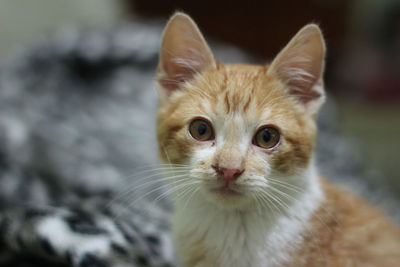 Close-up portrait of a cat