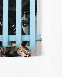 Portrait of cat relaxing on window