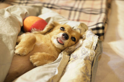 Dog lying on bed at home