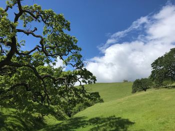 Trees on field against sky