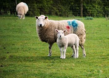 Sheep standing in a field