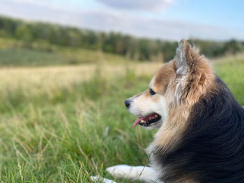 Husky dog looking away on field