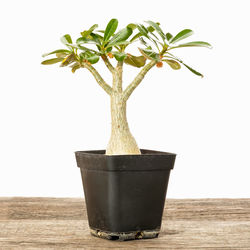 Close-up of potted plant on table against wall