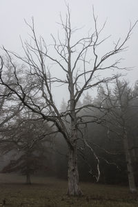 Bare tree on field against sky