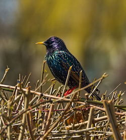 Close-up of a bird perching on a plant
