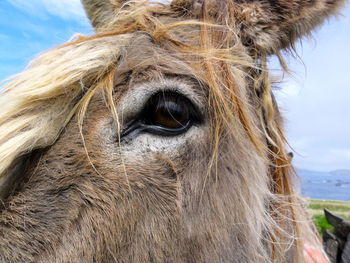 Close-up portrait of horse