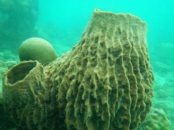 Close-up of jellyfish swimming in sea