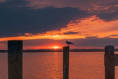 Seagull perching on wooden post in sea during sunset