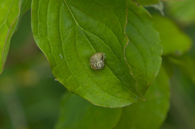 leaf