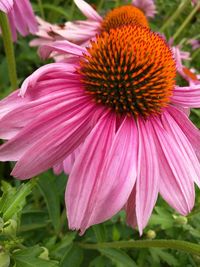 Close-up of coneflower blooming outdoors