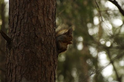 Squirrel on tree trunk