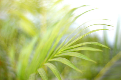 Close-up of palm leaf