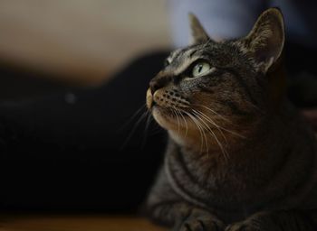 Close-up of cat looking up