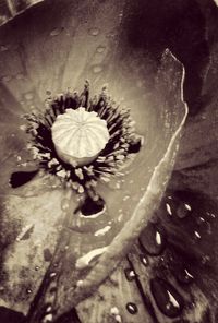 Close-up of plant against white background