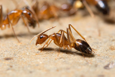 Close-up of ants on surface