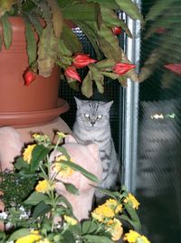 Cat on window sill