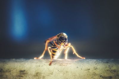 Close-up of spider on sand