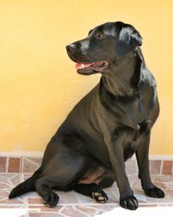 Black dog sitting outdoors