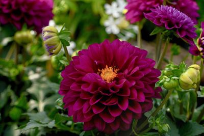 Close-up of purple dahlia flowers