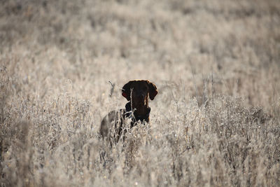 Dog standing amidst plants